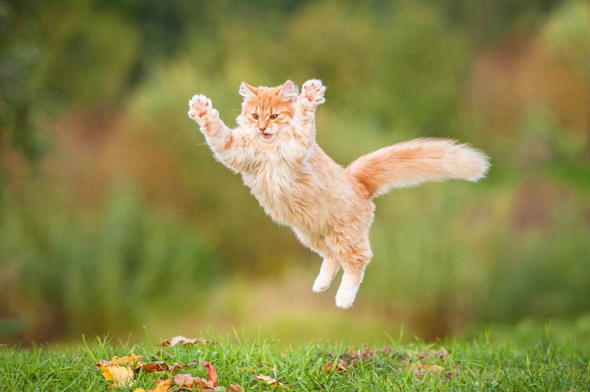 Eine orangefarbene Katze in einem Garten macht bei der Jagd imposante Sprünge.