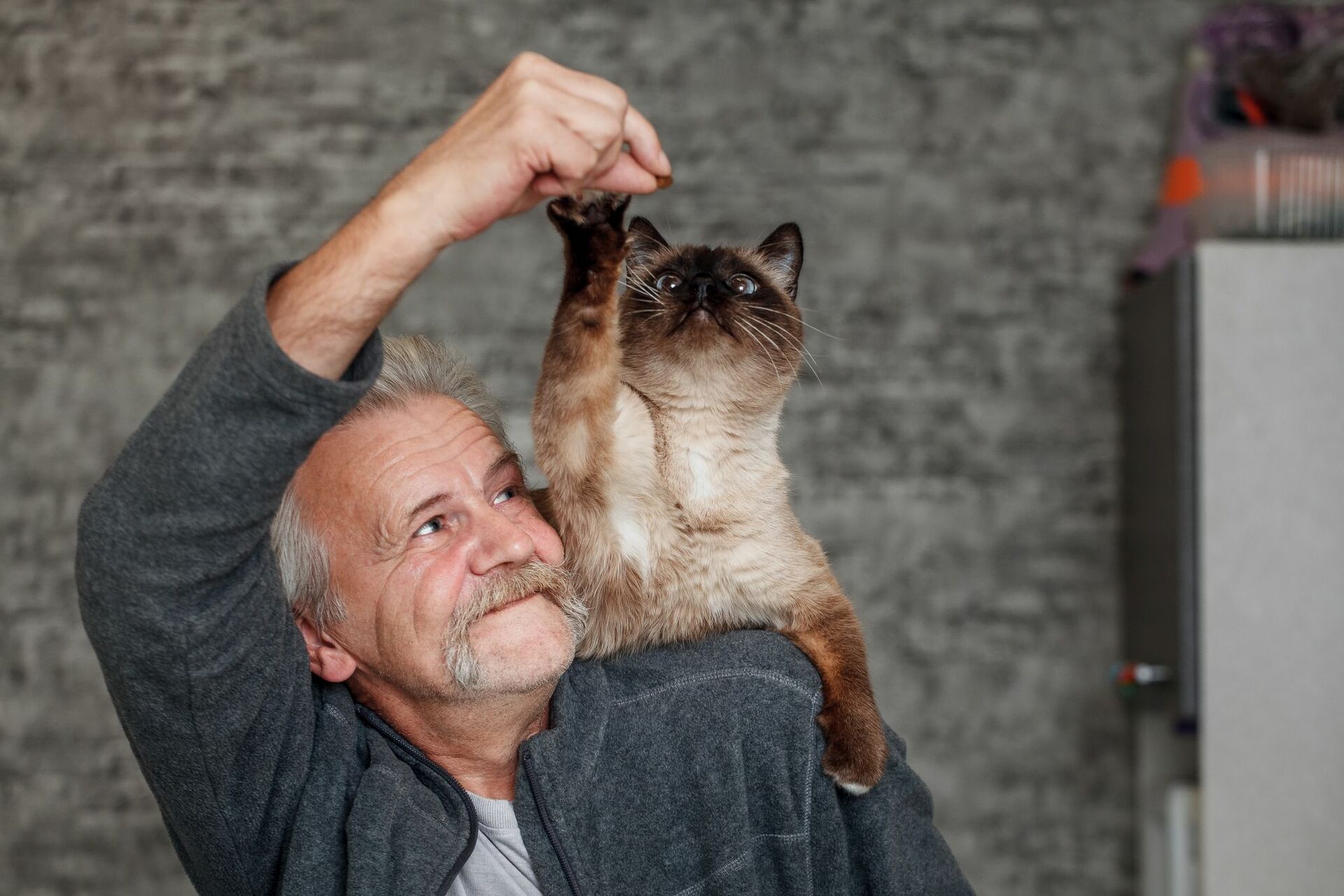 Eine Katze sitzt bei einem Mann auf der Schulter und langt nach einem Leckerli.