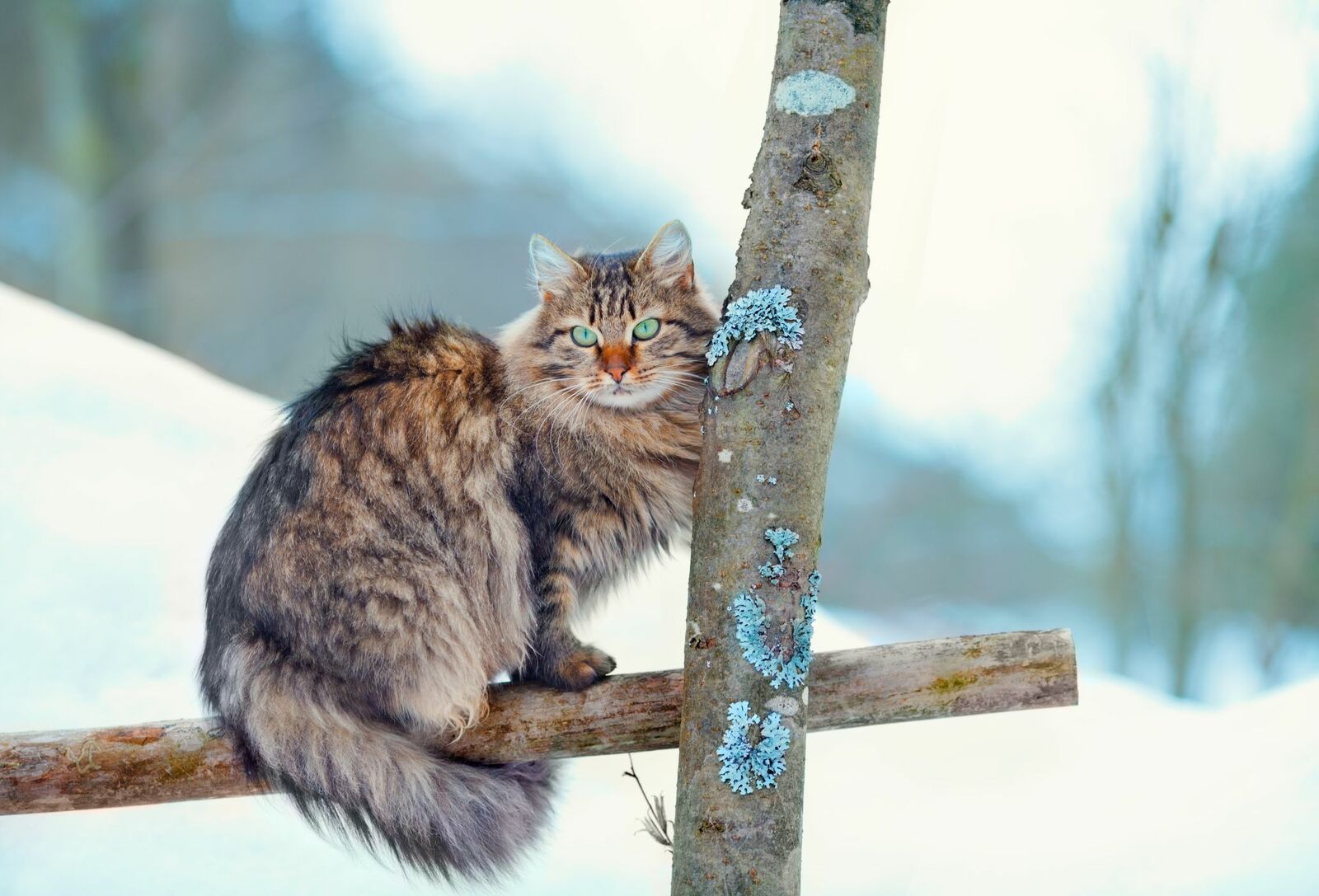 Sibirische Katze mit buschigem Fell sitzt auf einem Zaun neben einem Baum im Schnee.