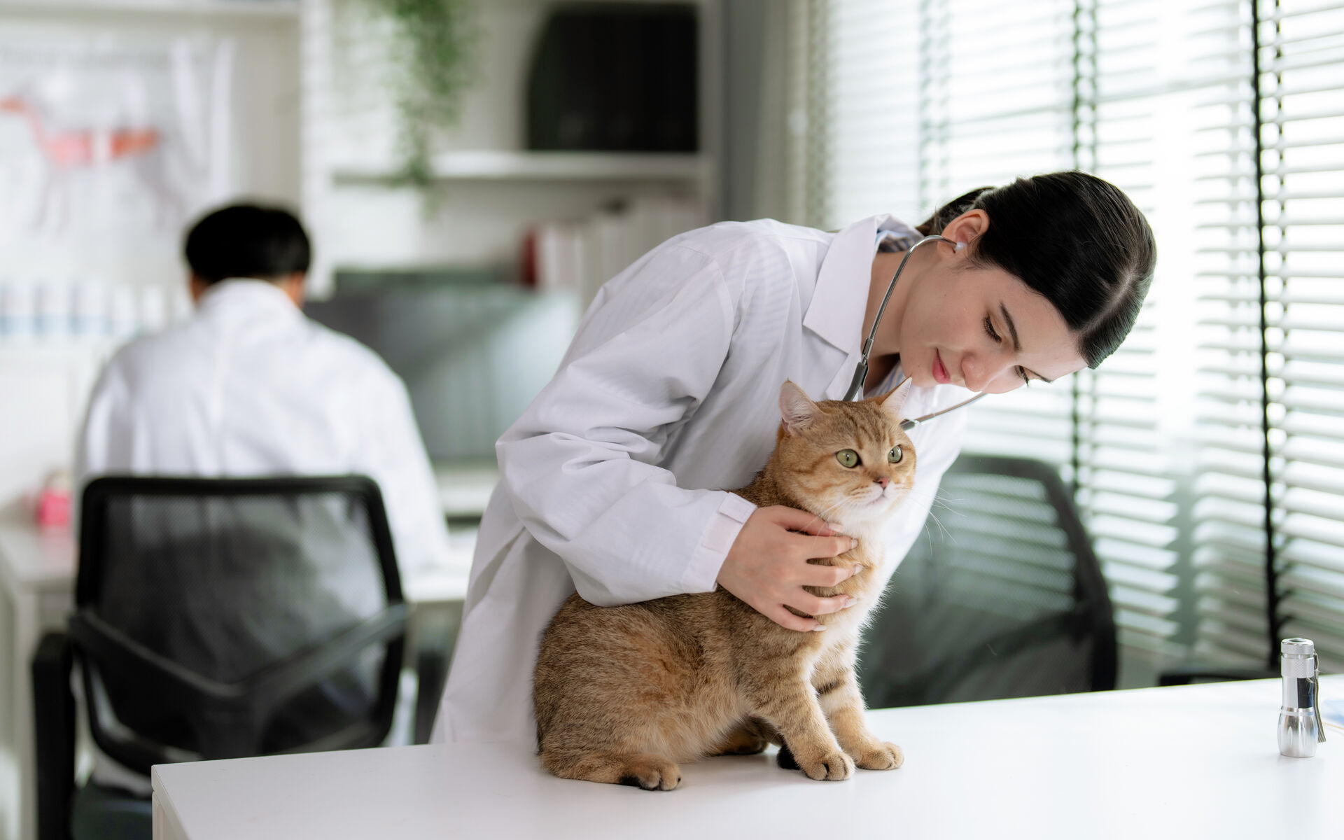 Eine Katze auf einem Behandlungstisch beim Tierarzt