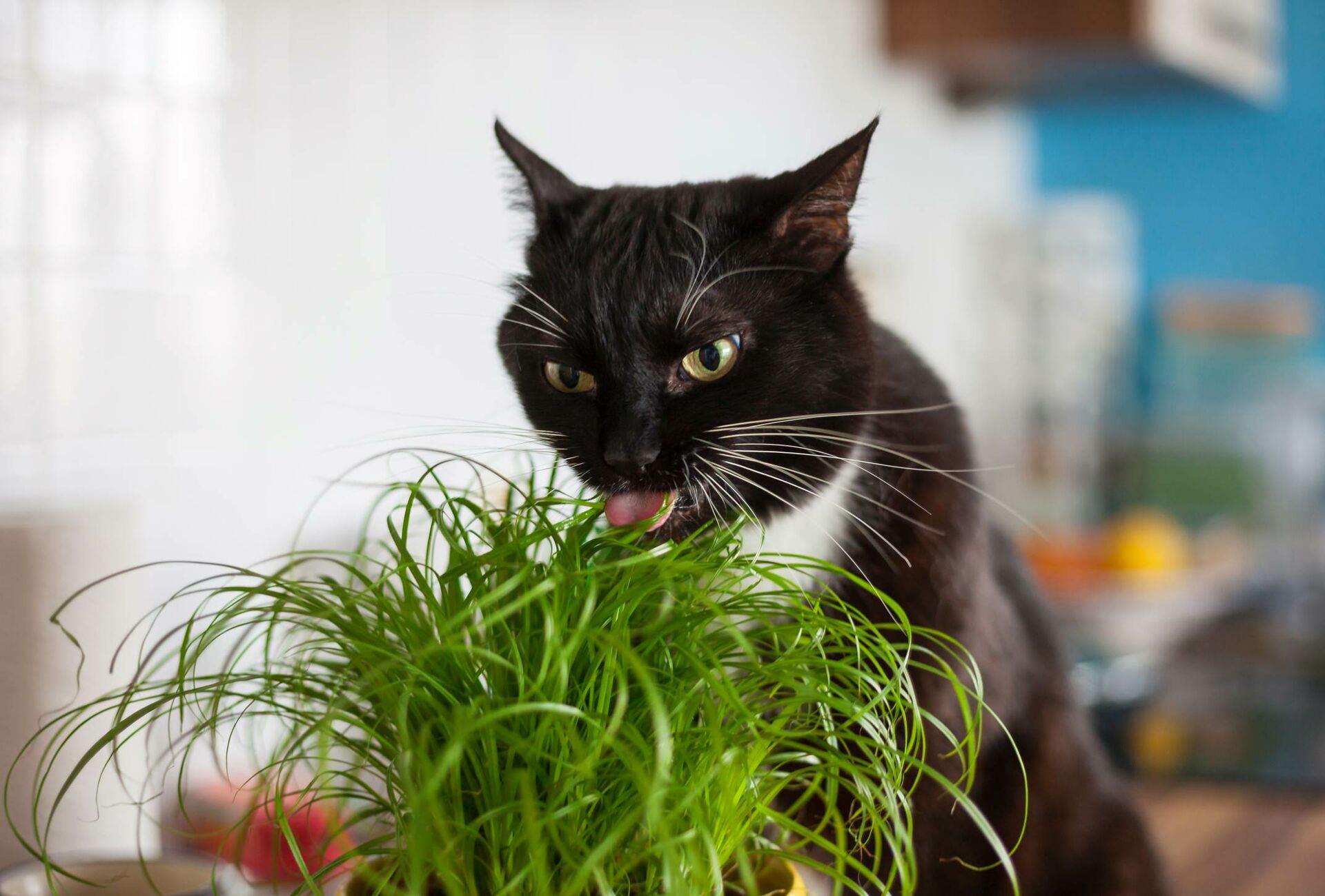 Schwarze Katze frisst Zypergras aus Topf.