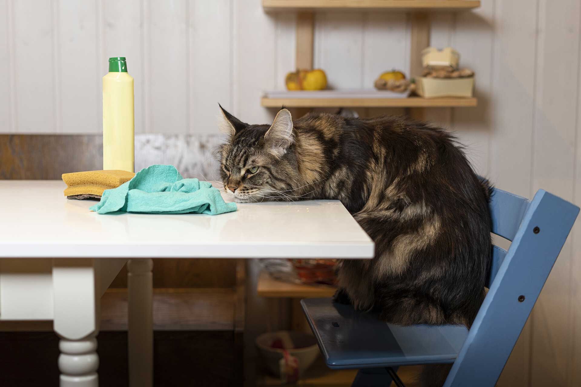 So viel Hygiene ist wichtig mit Katzen