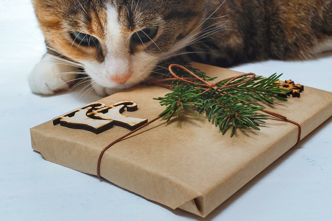 Katze schnuppert interessiert am Weihnachtsgeschenk.