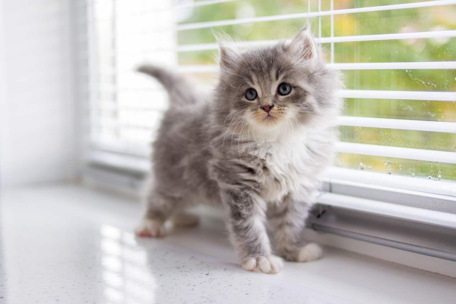 Eine junge Perserkatze auf einer Fensterbank