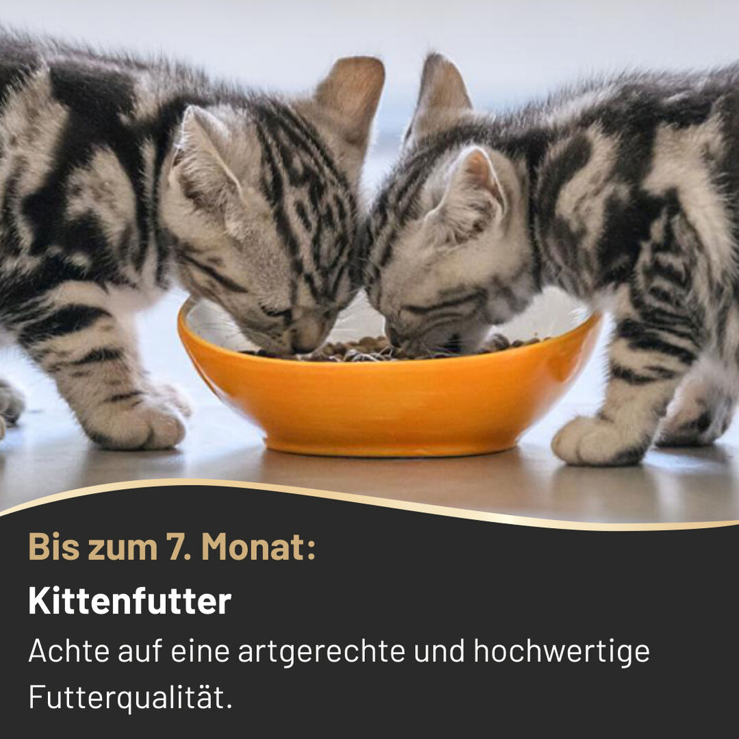 Slide 5: bis zum 7. Monat Kittenfutter