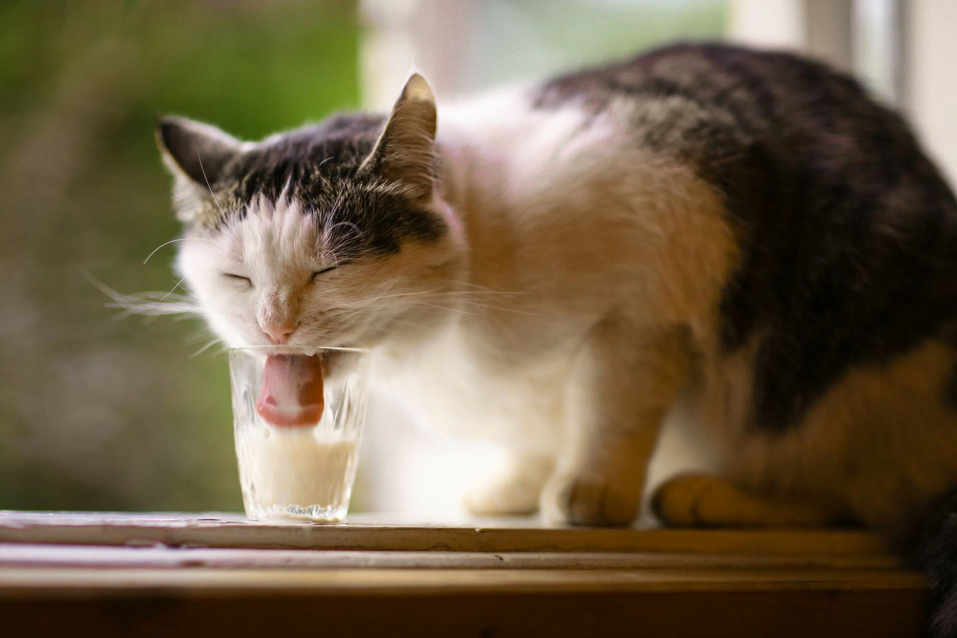 Eine Katze trinkt Milch aus einem kleinen Glas und hat dabei ihre Augen geschlossen.