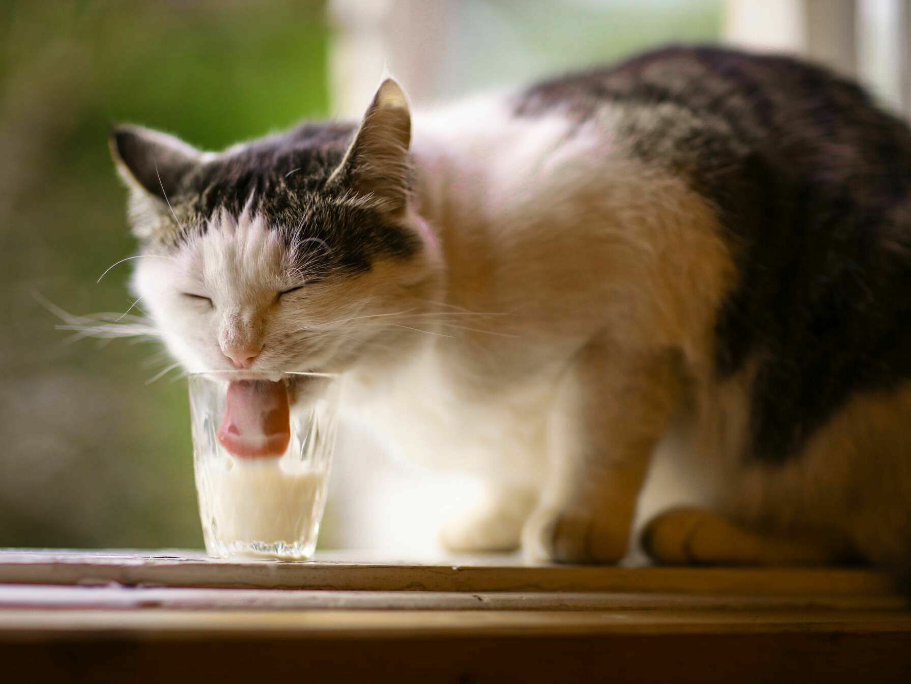 Dürfen Katzen Milch trinken?