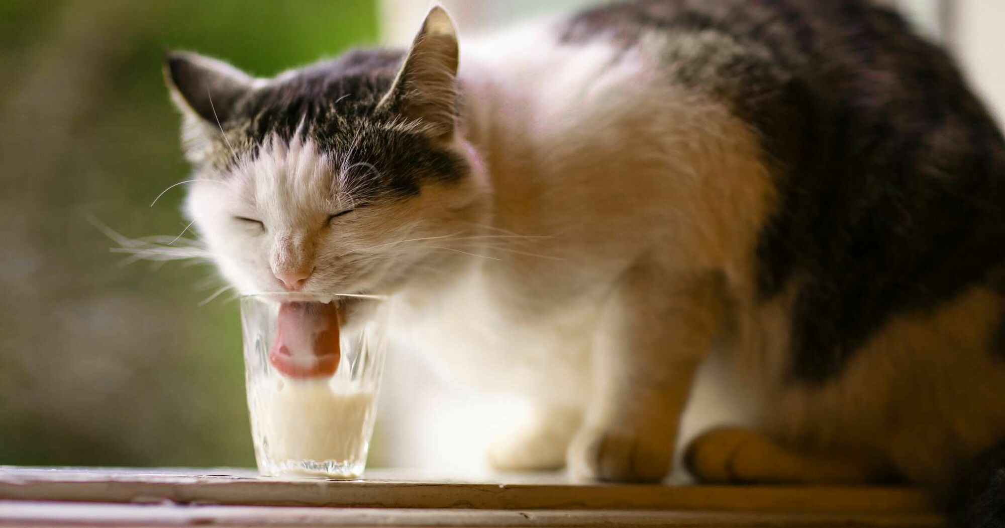 Dürfen Katzen Milch trinken? Miamor