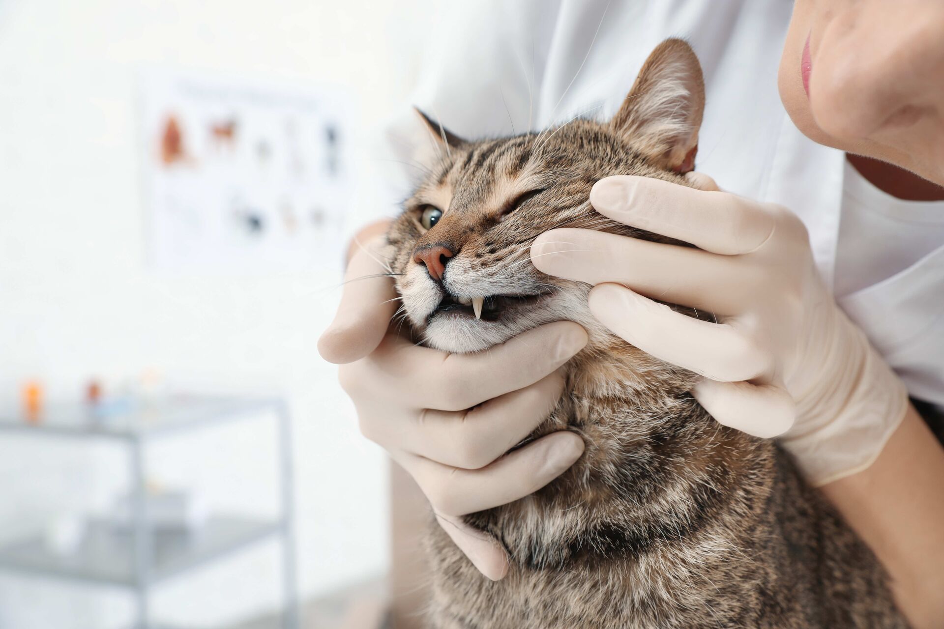 Eine Tierärztin schaut sich die Zähne einer Katze auf Zahnstein hin an.
