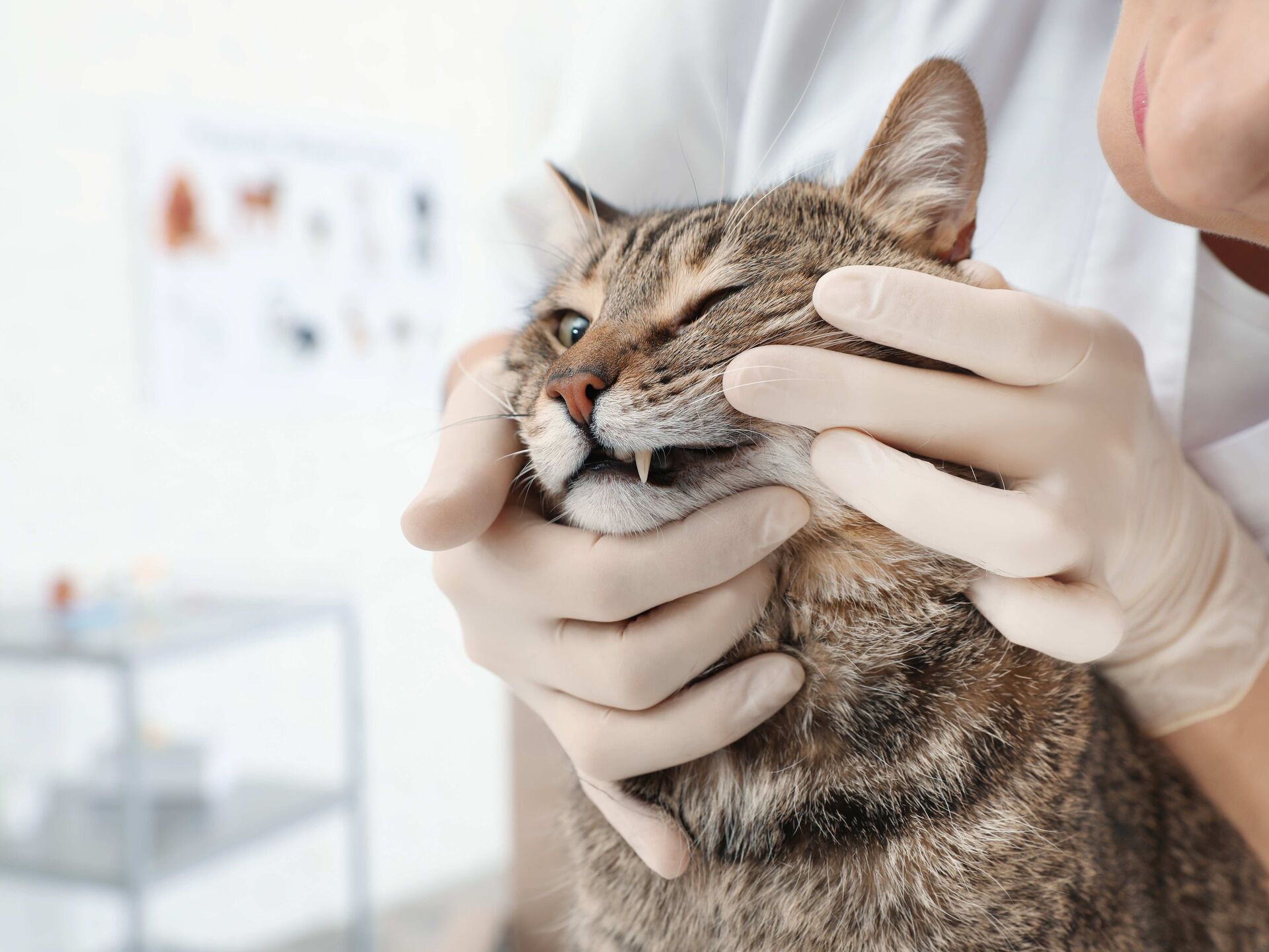 Zahnstein bei Katzen