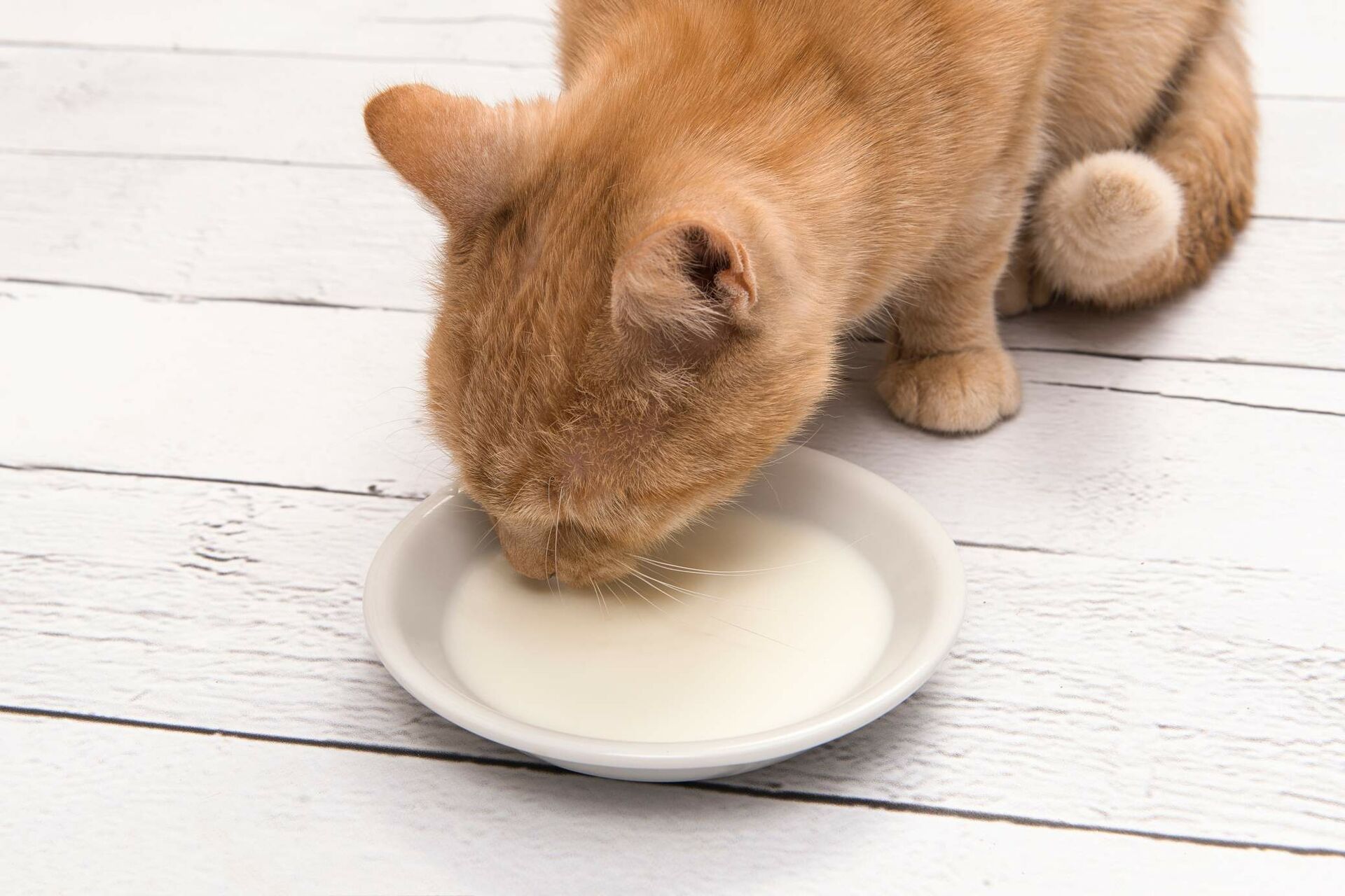 ine Katze trinkt Milch aus einer flachen Schale auf dem Boden.