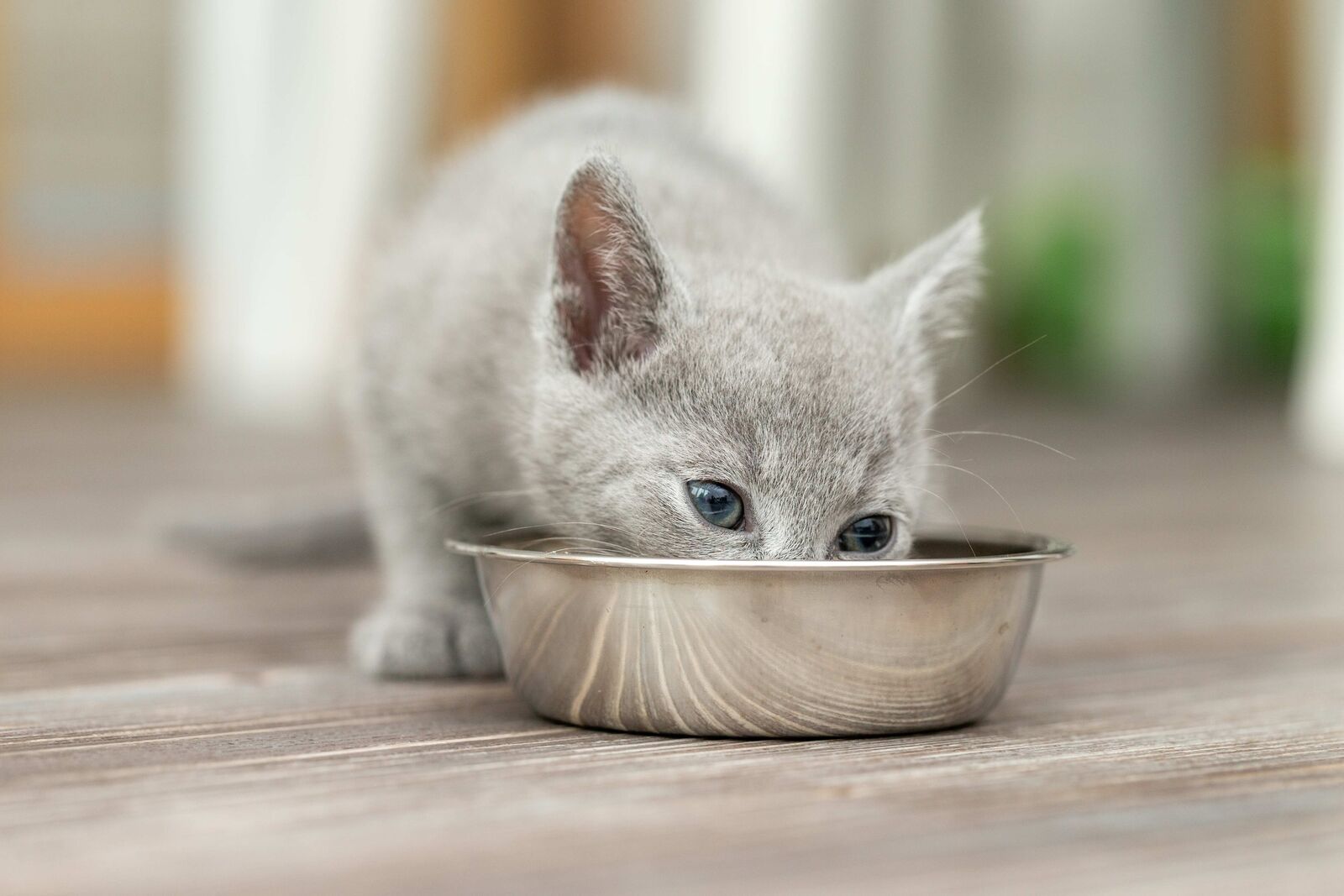 Ein graues Katzenbaby frisst aus einem Napf.