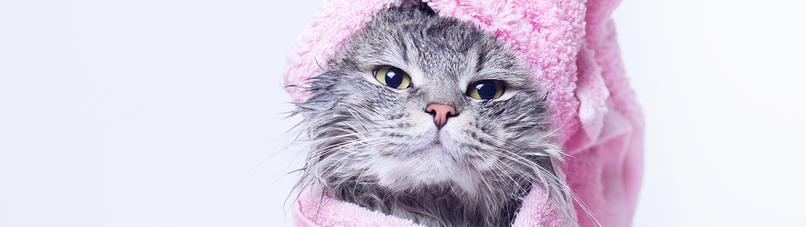 Eine Katze mit nassem Fell ist in ein Badehandtuch gewickelt.
