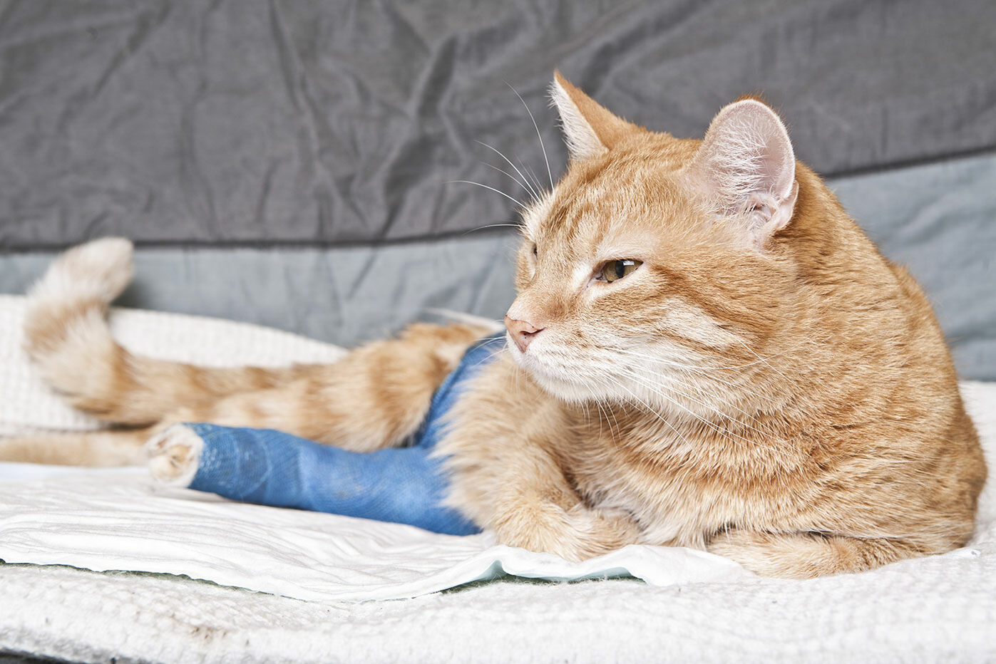 Tierkrankenversicherung für Katzen – sinnvoll?