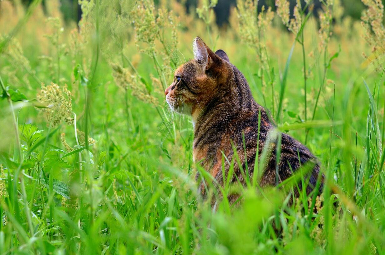 Eine Katze scheint ihr Plätzchen auf einer Wiese gefunden zu haben und wird von einzelnen Gräsern überragt. 