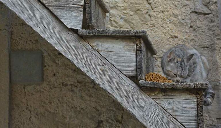 Katze frisst auf einer hölzernen Außentreppe.