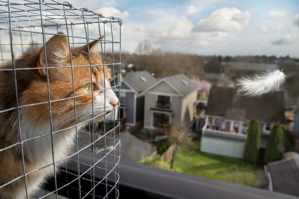Katze blickt aus Katzengehege auf Balkon einer fliegenden Feder nach.