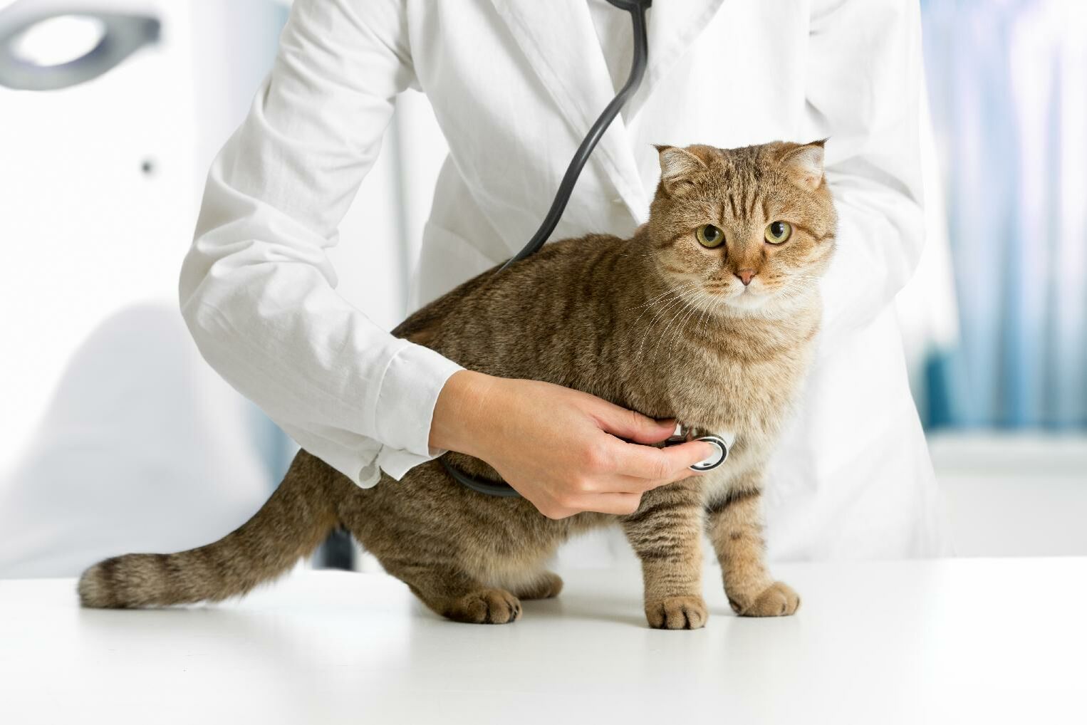 Eine Katze wird vom Tierarzt untersucht.