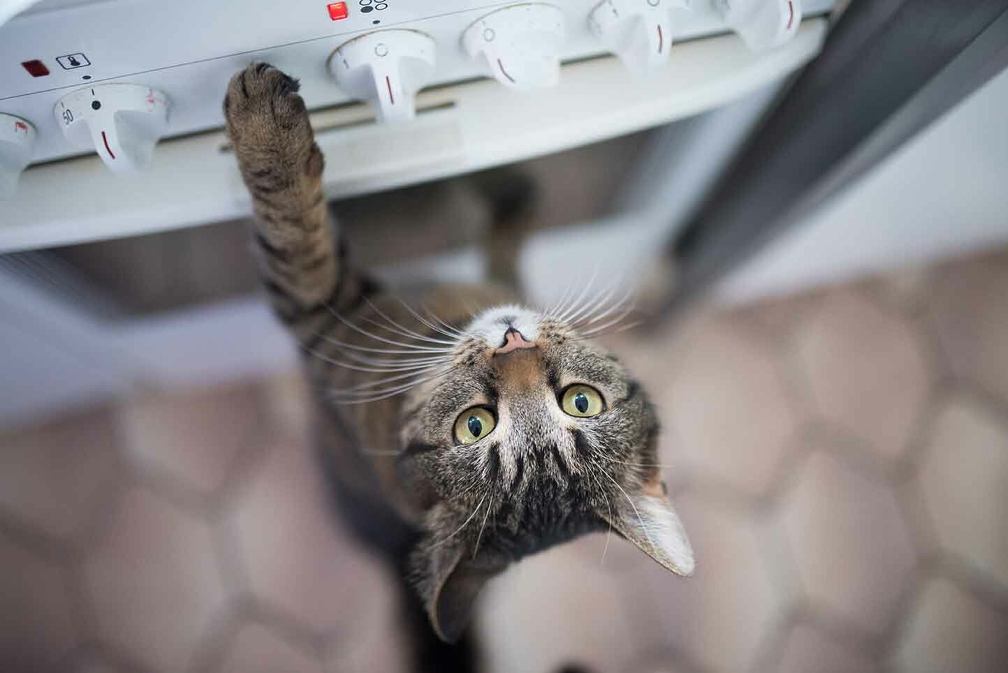 Für Katzen backen – leckere Pastete