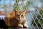 Katze liegt auf mit Netz gesichertem Balkongeländer.