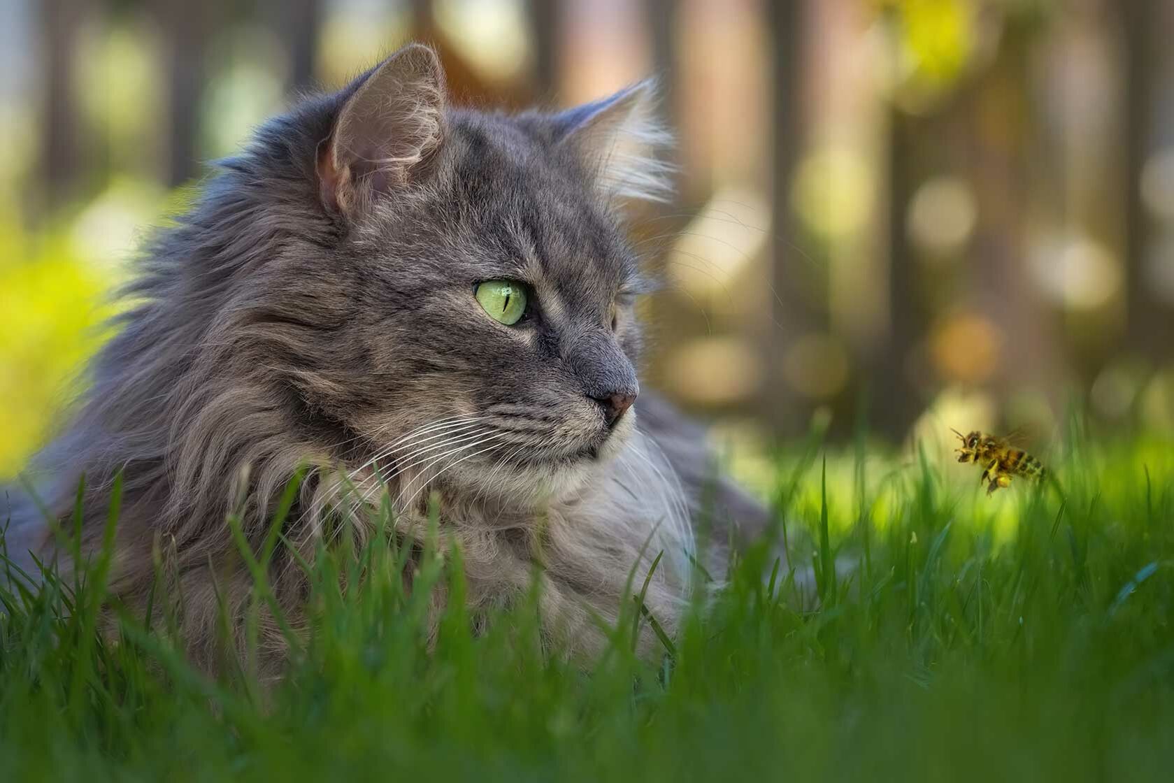 Wespenstich bei Katzen