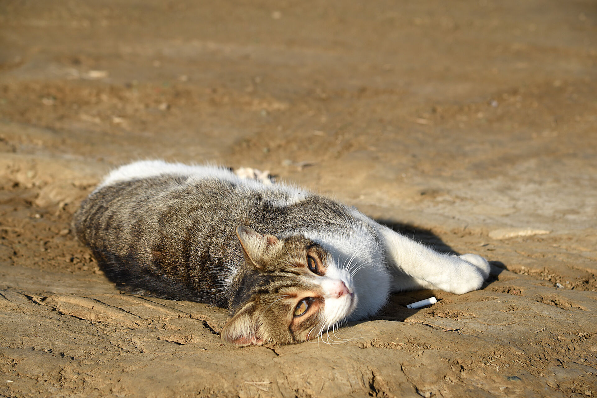 Eine Katze liegt entspannt auf der Seite.