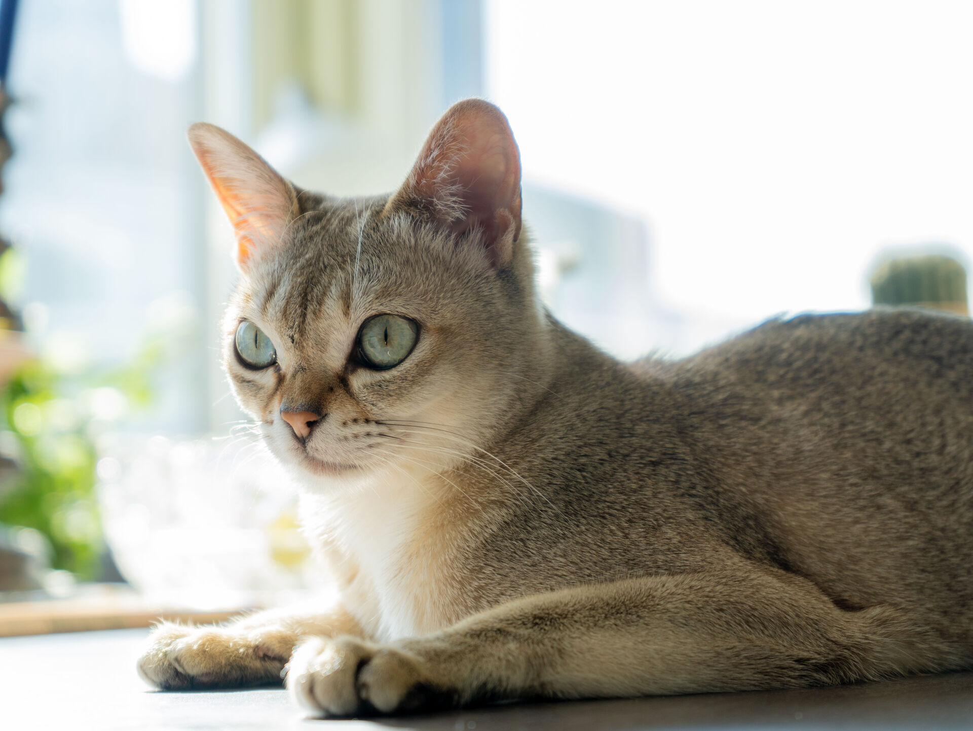 Die kleinsten Katzen der Welt