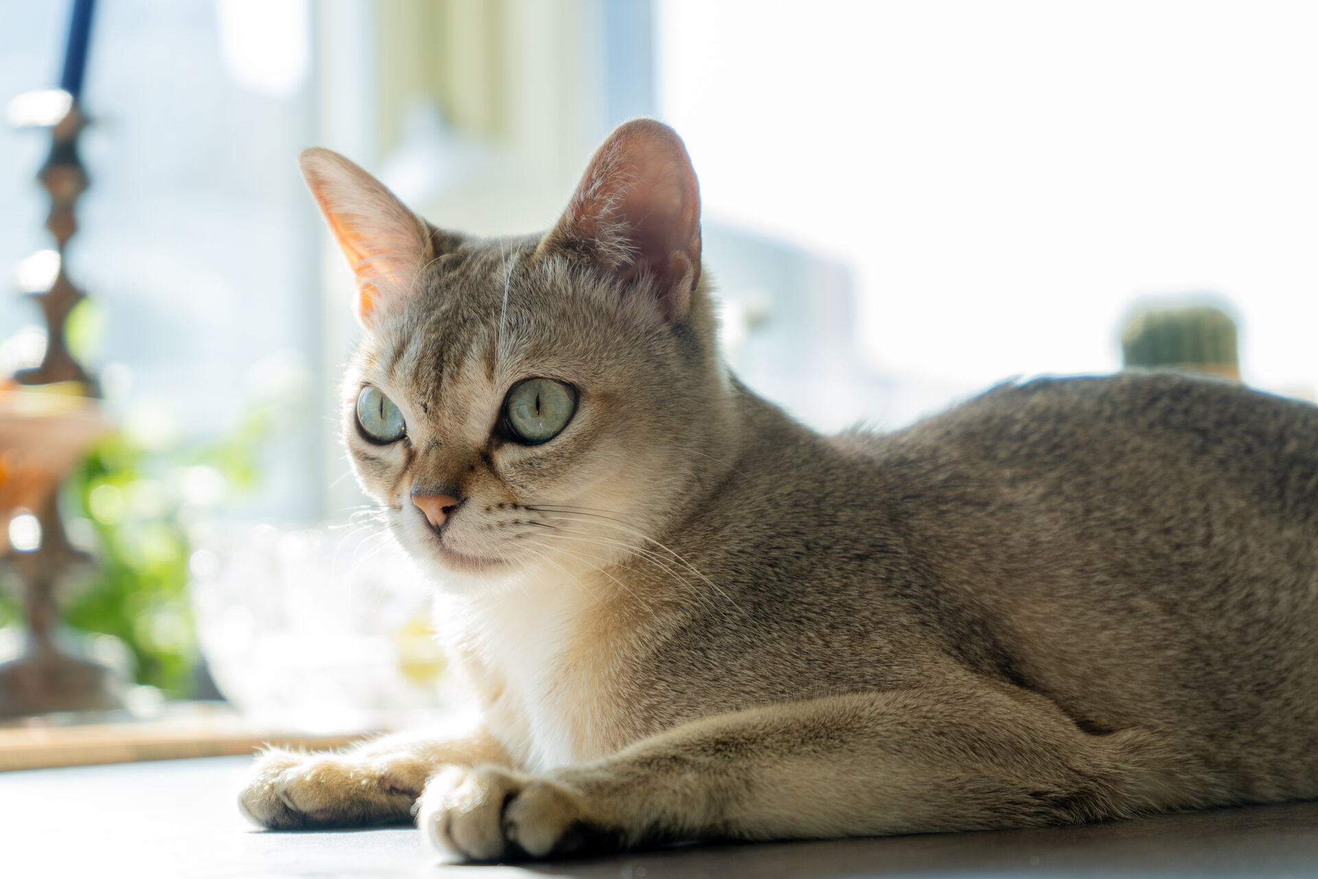 Die kleinste Katzenrasse der Welt: Eine Singapura-Katze, die auf dem Bauch liegt