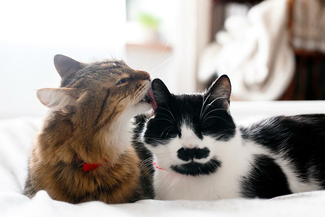 Zwei Katzen kuscheln sich aneinander und putzen sich gegenseitig.
