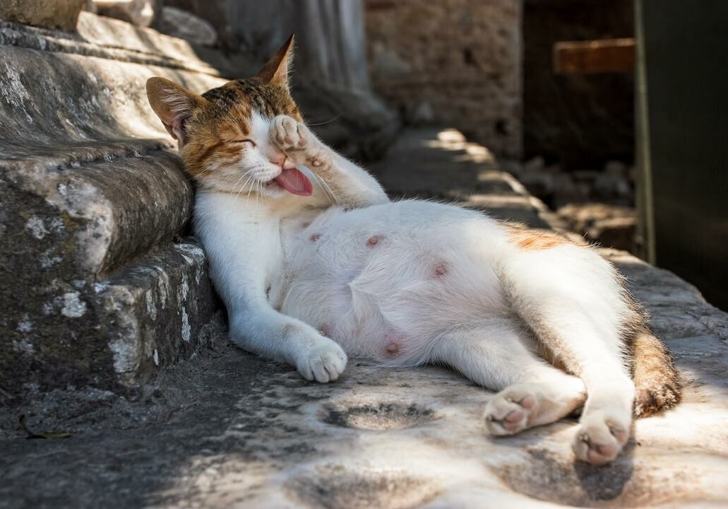 Trächtige Katze liegt im Schatten und putzt sich.
