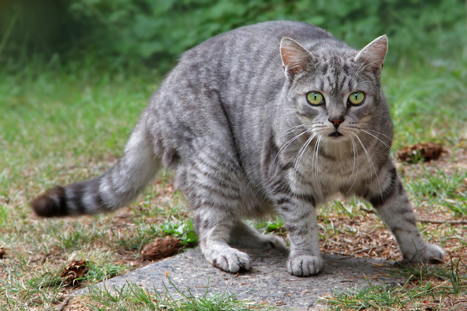 Eine graue Katze erschrickt und weicht zurück.