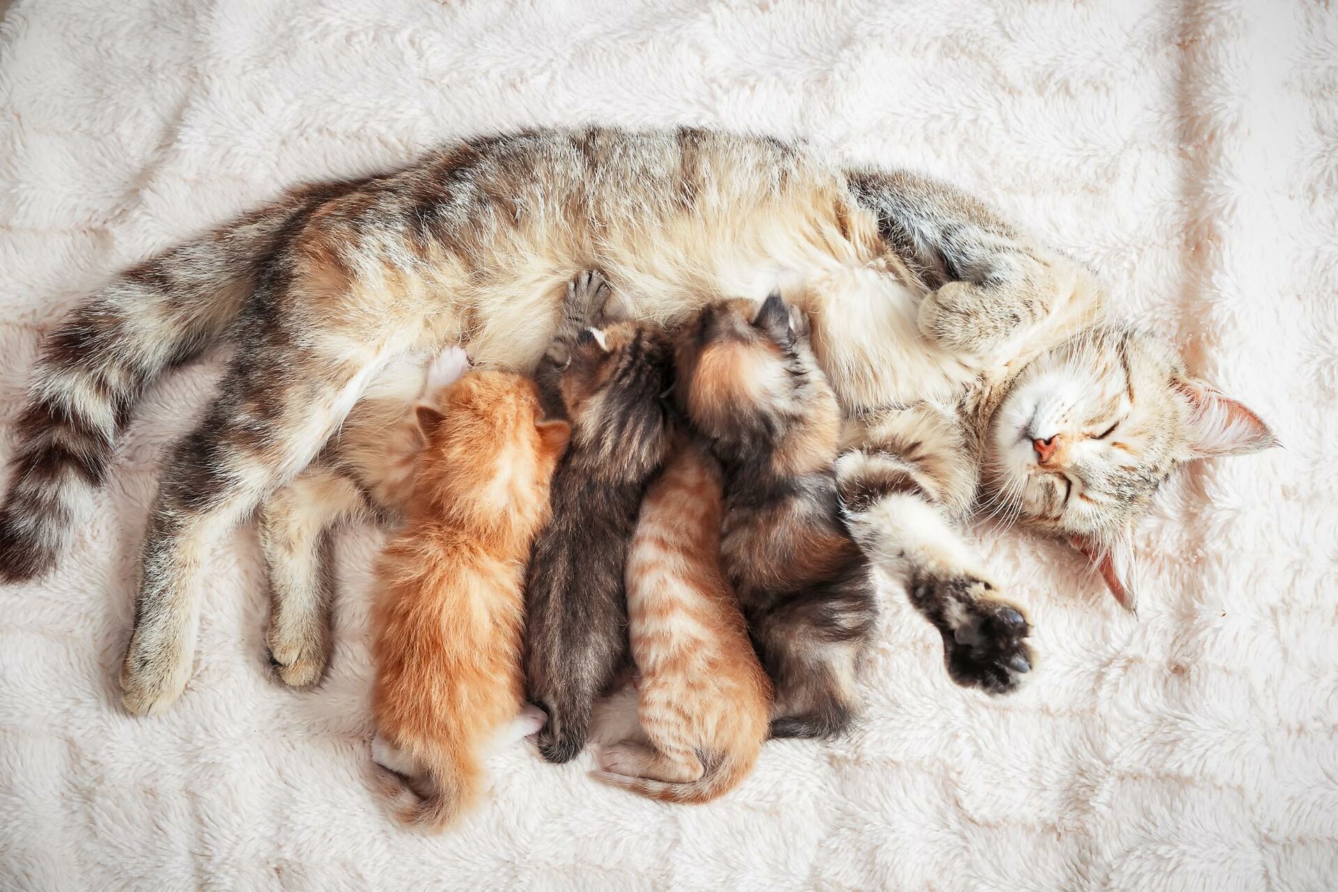 Eine Katzenmutter liegt neben ihren Jungkatzen.