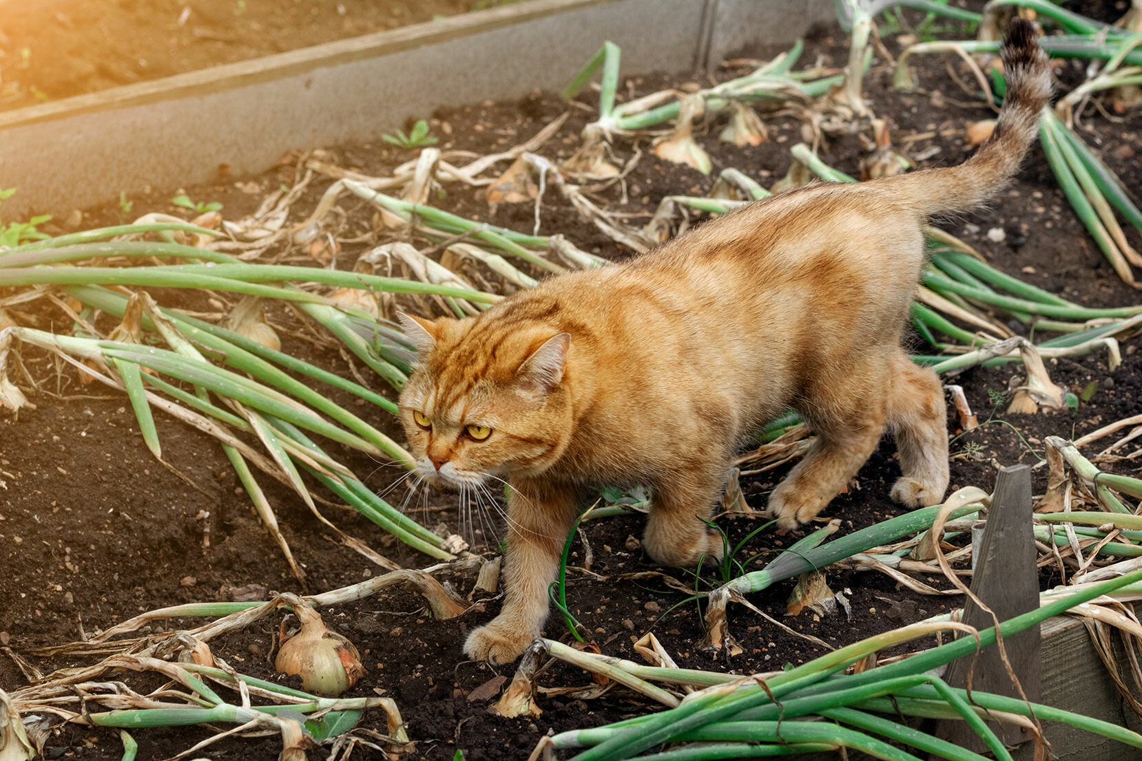 Katze läuft durch ein Beet mit Zwiebelgewächsen.