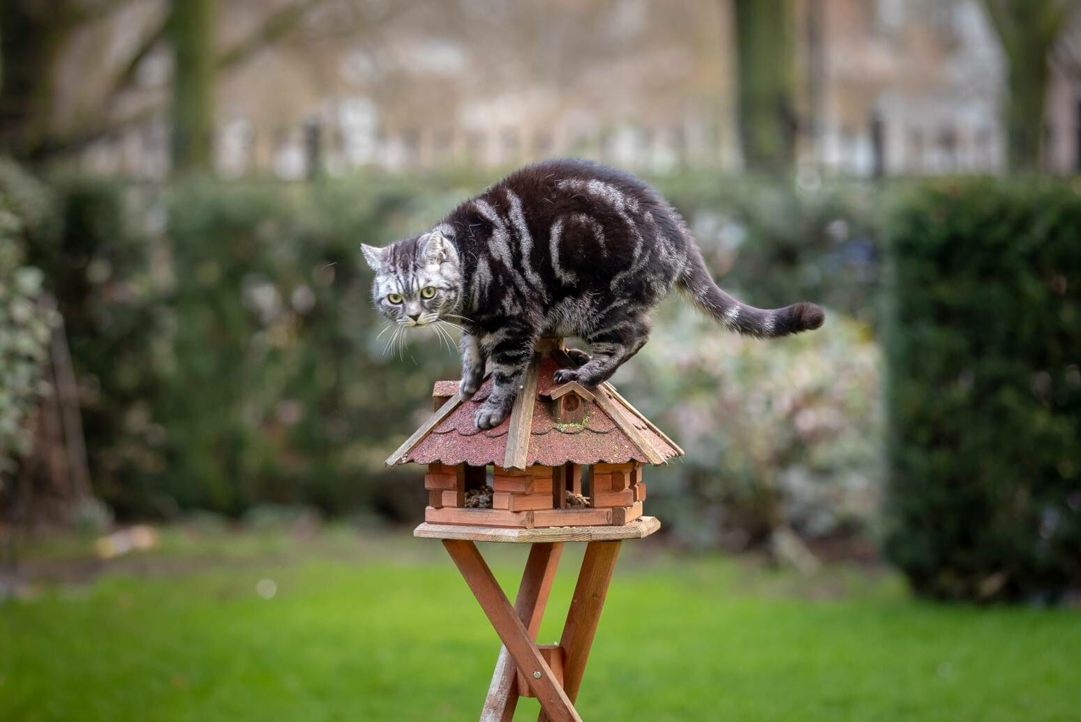 Ihre Katze fängt Vögel?