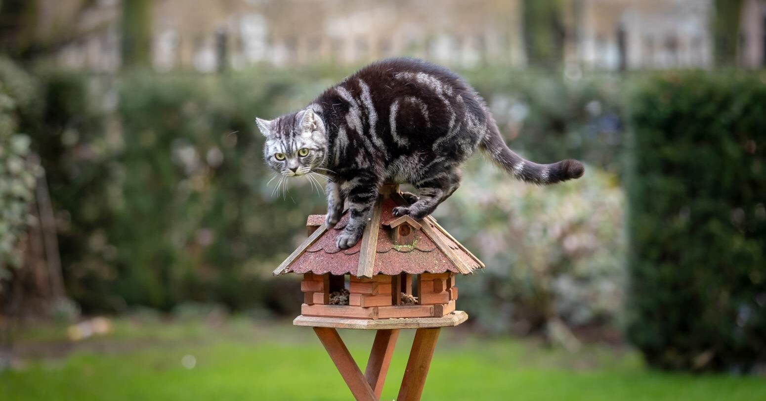 Ihre Katze fängt Vögel? Das können Sie tun