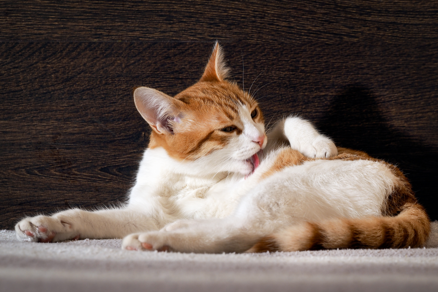 Eine Katze liegt auf dem Boden und leckt sich.