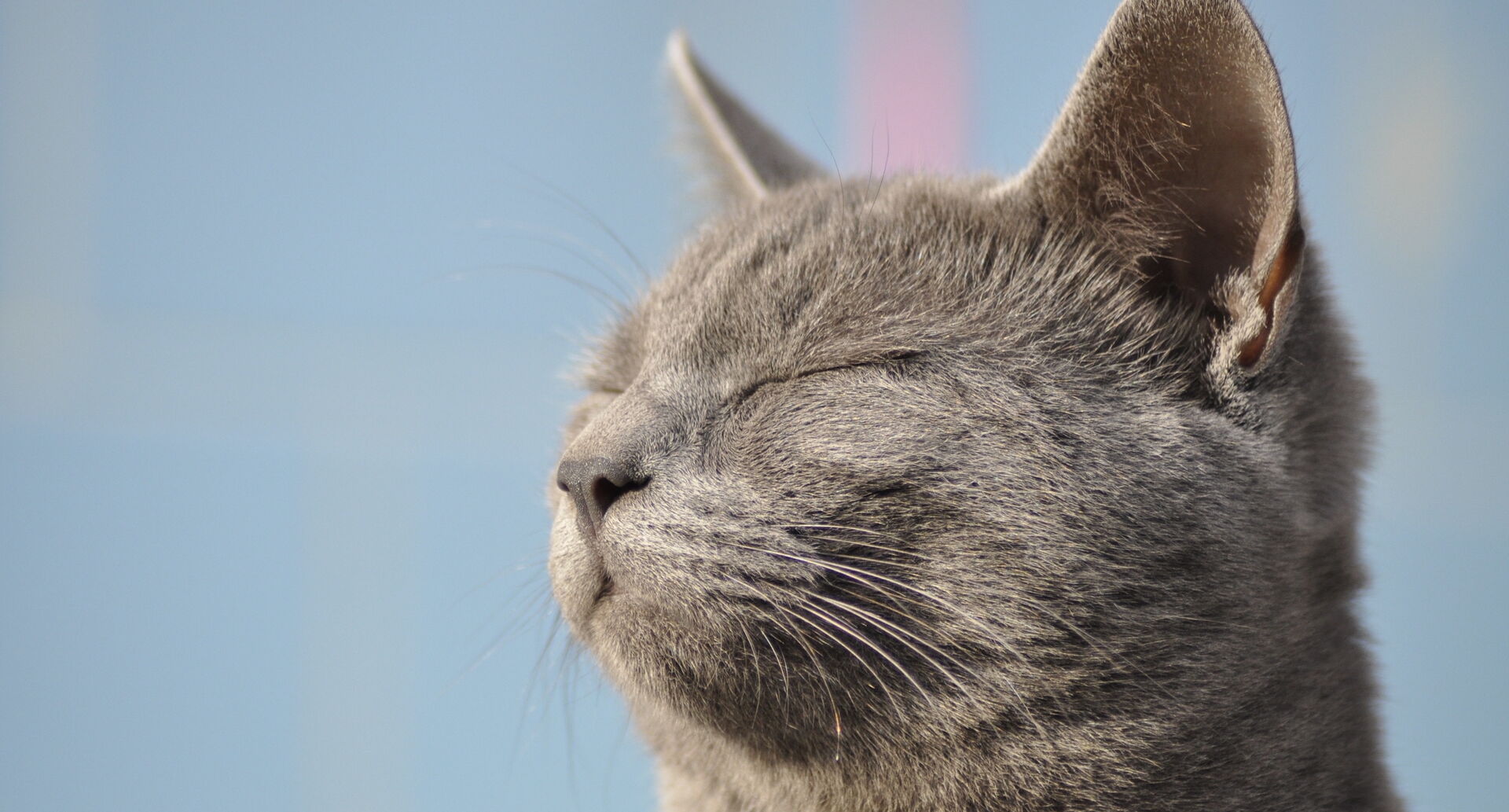 Eine Nahaufnahme einer Katze mit geschlossenen Augen