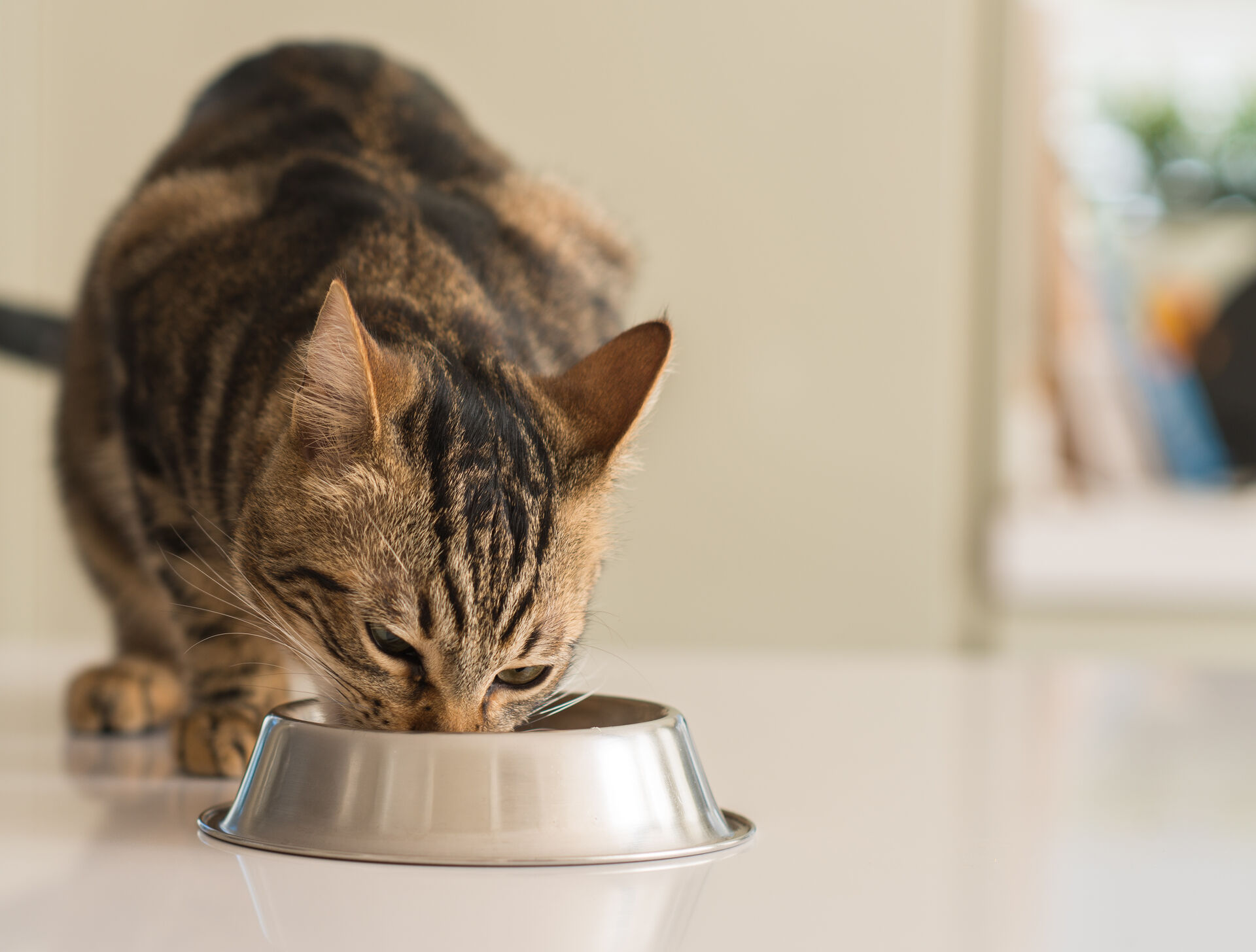 wann-ist-die-katze-ausgewachsen-3