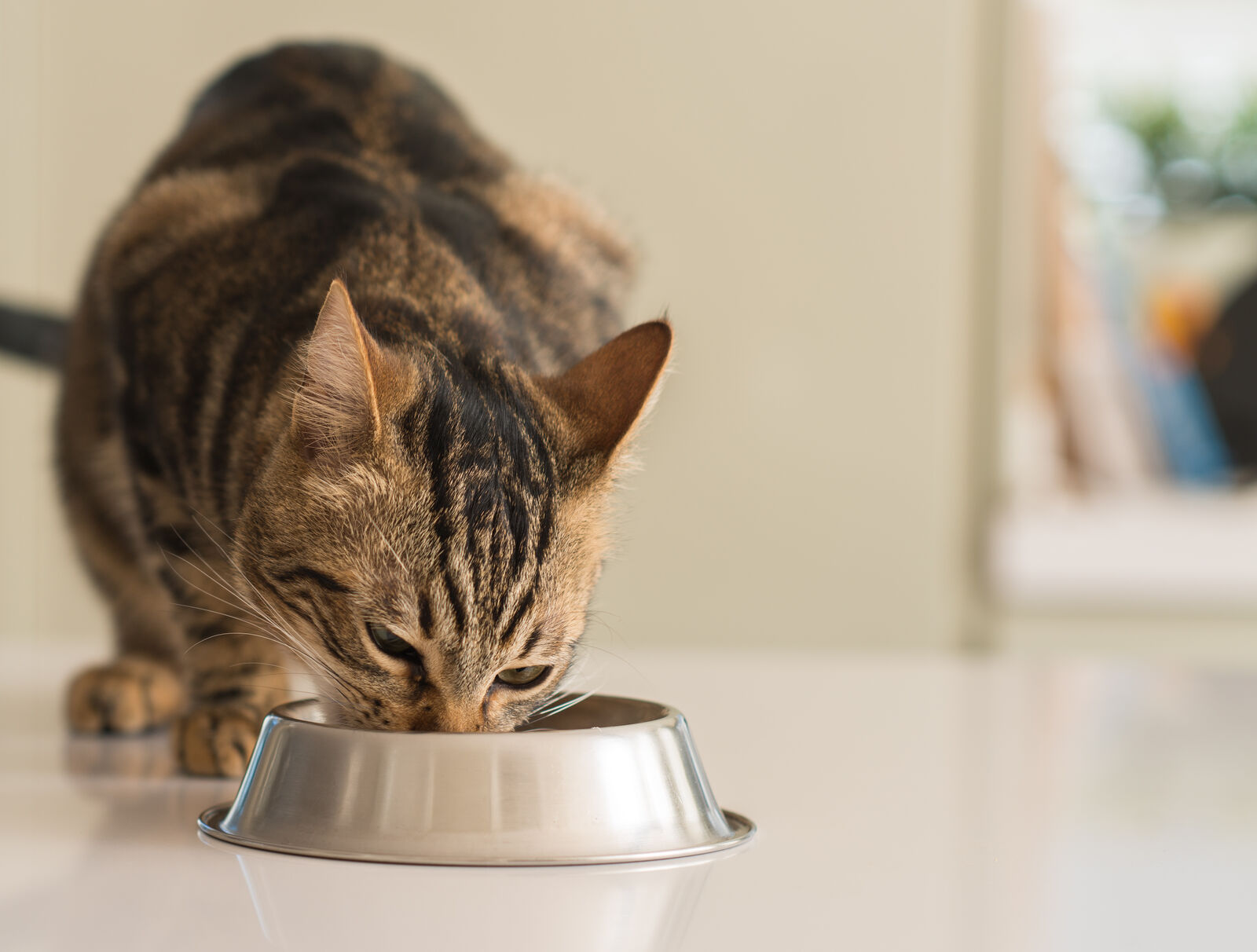 wann-ist-die-katze-ausgewachsen-3