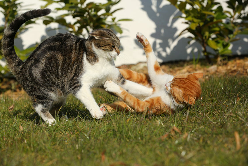 streitende Katzen