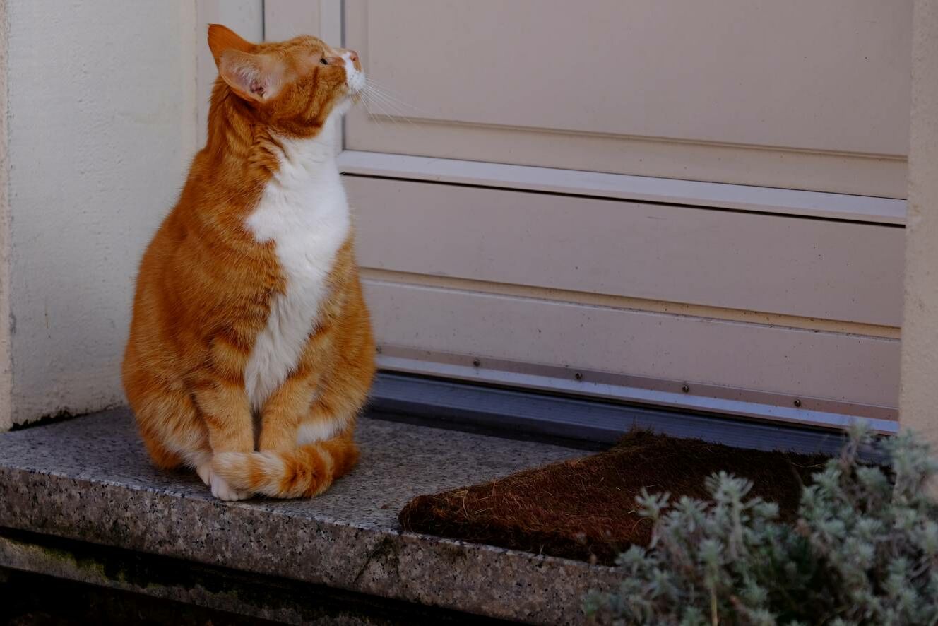  Katze sitzt draußen vor der Eingangstür neben Fußmatte.