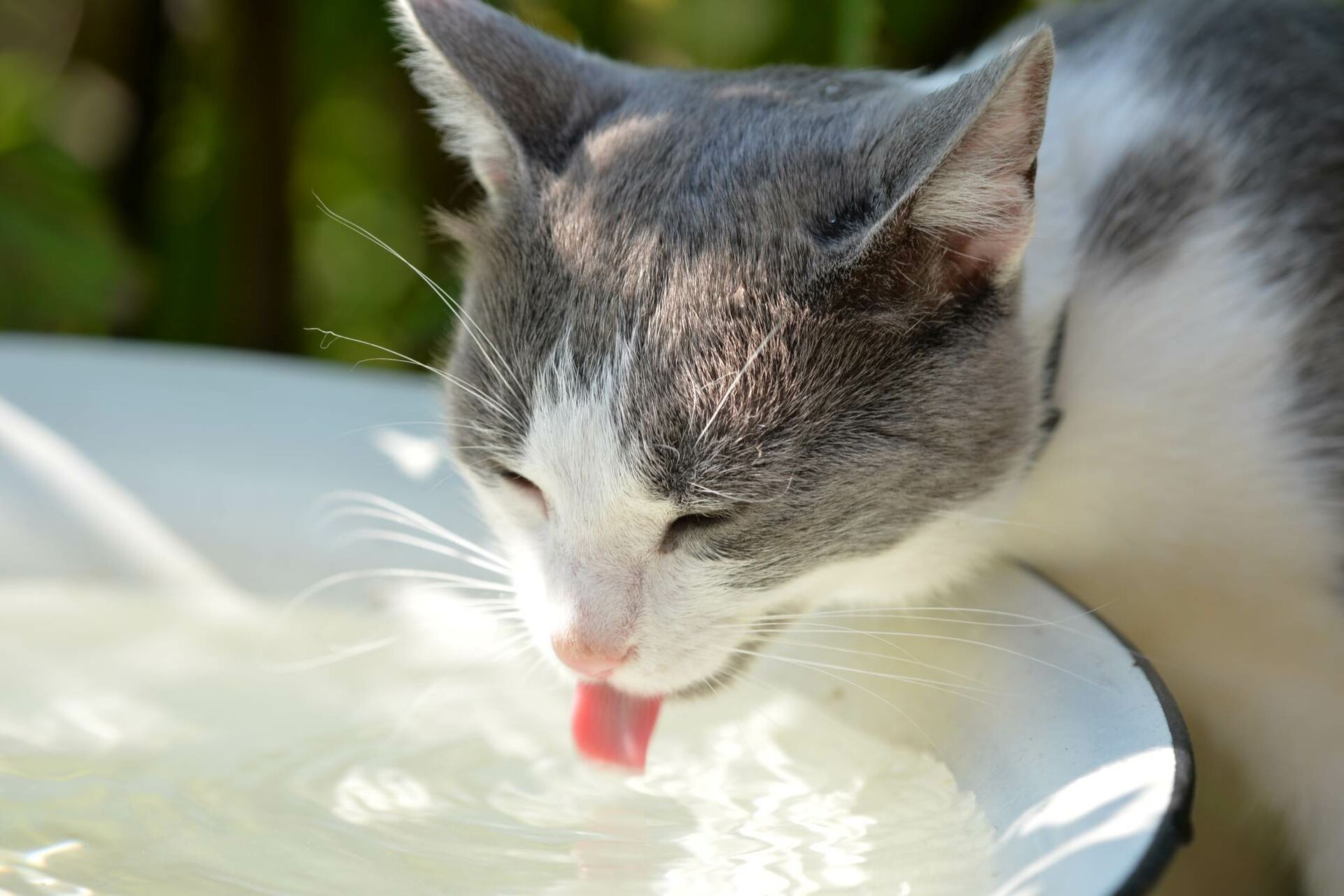 Wie viel sollten Katzen trinken?