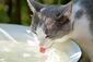 Eine Katze trinkt aus einem Wassernapf.