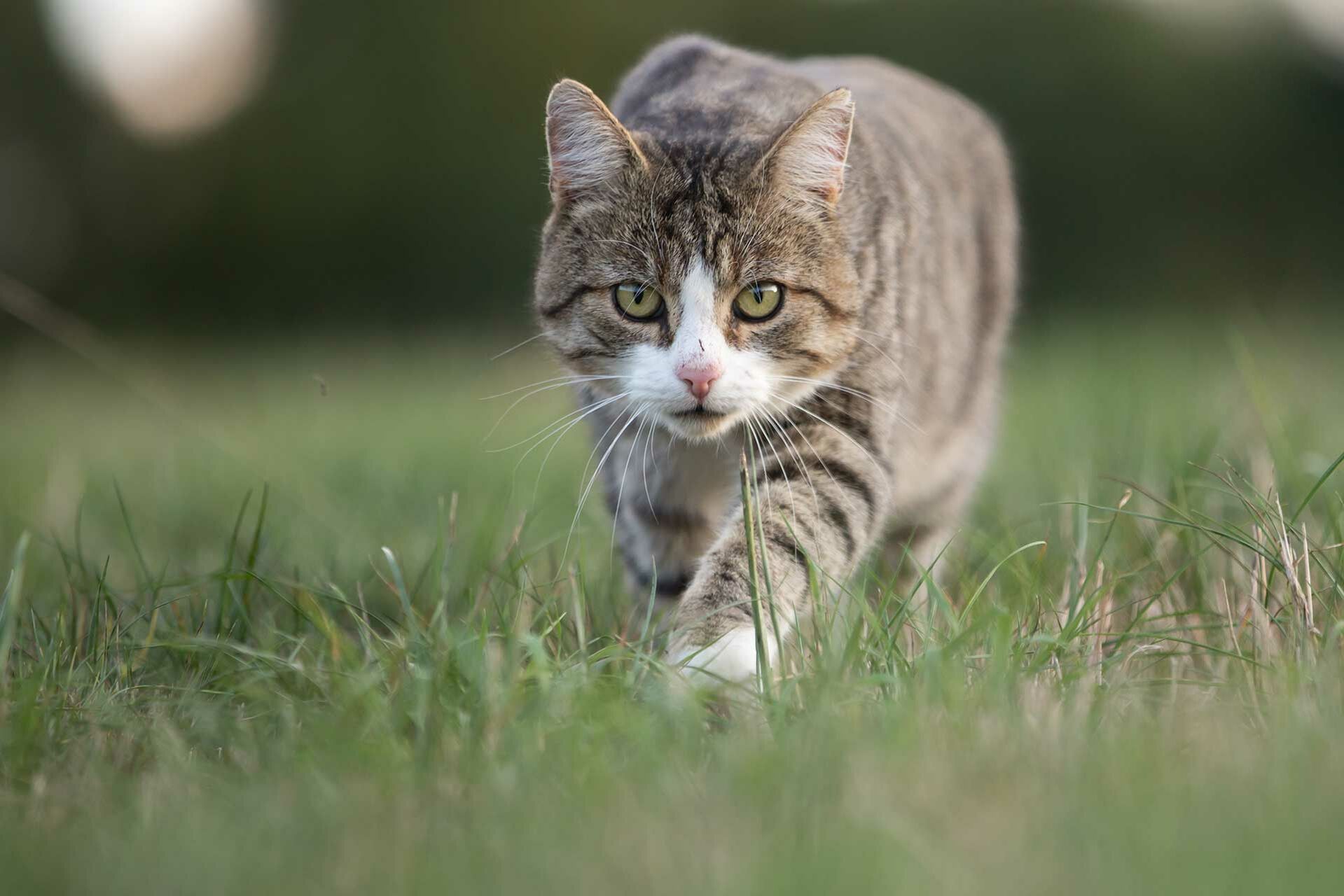 Katze pirscht sich auf einer Wiese an.