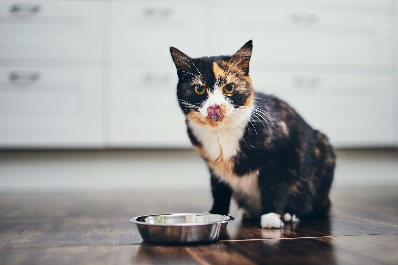Eine Katze sitzt vor ihrem Napf und schleckt sich das Maul.