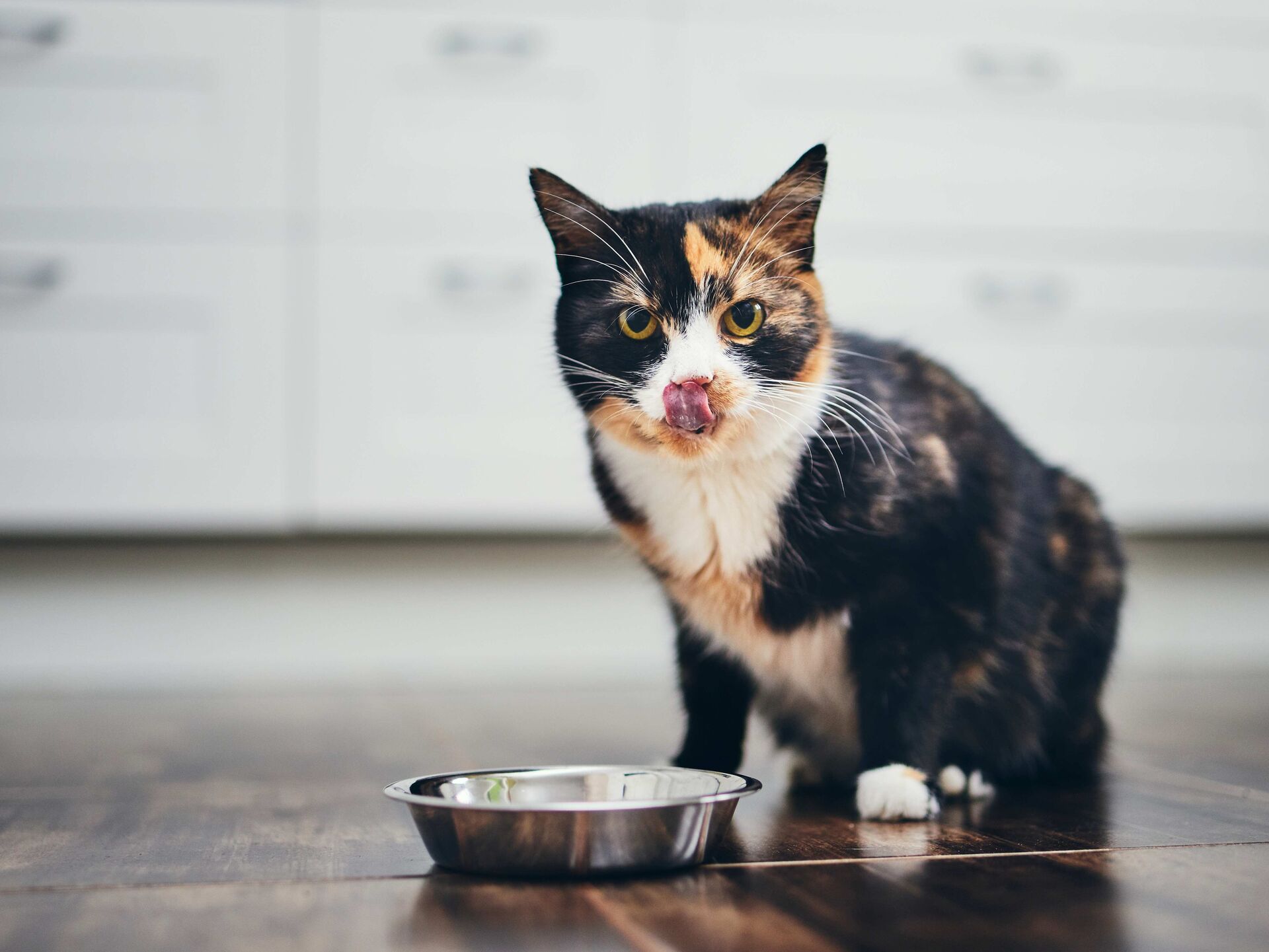 Katzenfutter ohne Zucker