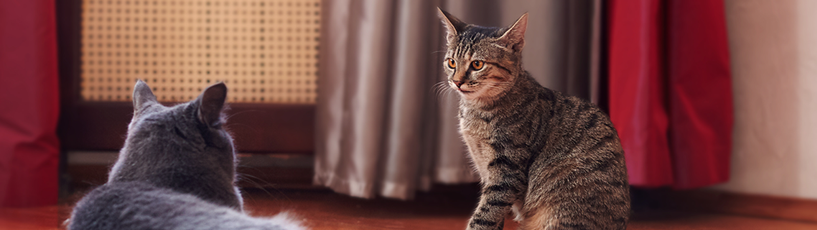 Zwei Katzen schauen sich an.