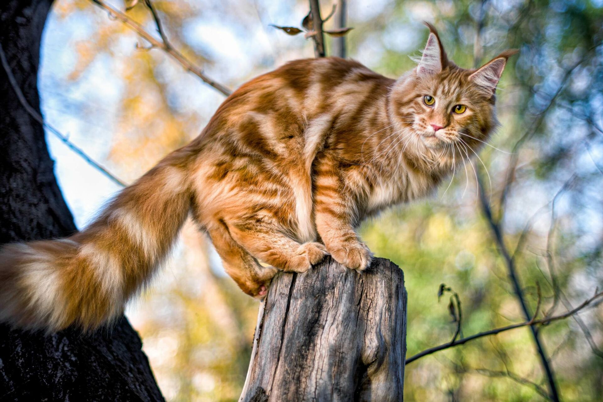 Eine Maine Coon Katze sitzt auf einem Baumstamm in einem Waldstück.