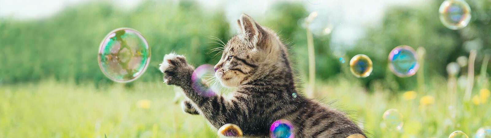 Eine junge Katze jagt Seifenblasen auf einer Sommerwiese.