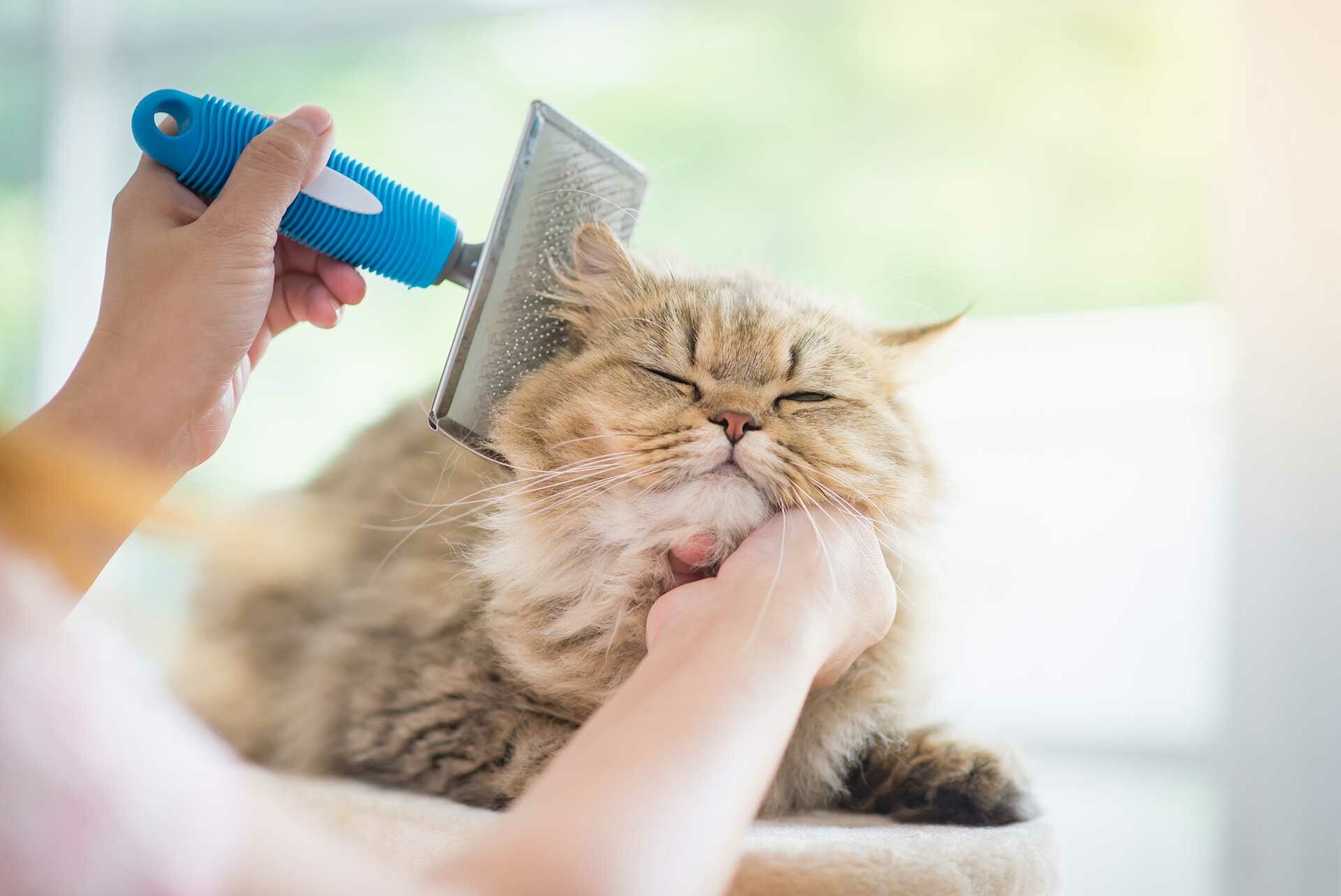 Eine Person bürstet eine Perserkatze mit einer Fellbürste.